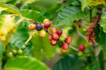 Coffea arabica, Arabica coffee, is a species of flowering plant in the coffee and madder family Rubiaceae. Green World Coffee Farm, North Shore, Oahu Hawaii