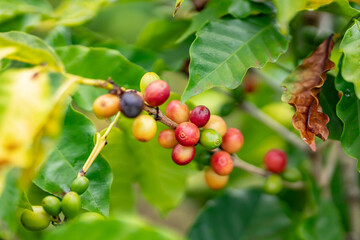Coffea arabica, Arabica coffee, is a species of flowering plant in the coffee and madder family Rubiaceae. Green World Coffee Farm, North Shore, Oahu Hawaii