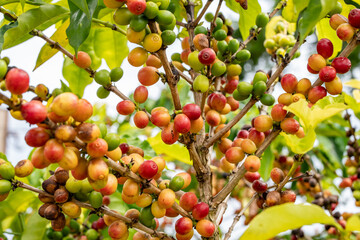 Coffea arabica, Arabica coffee, is a species of flowering plant in the coffee and madder family Rubiaceae. Green World Coffee Farm, North Shore, Oahu Hawaii