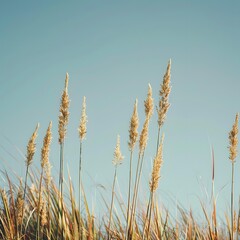 Fototapeta premium Tall Grass Blades Under Blue Sky