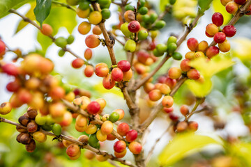 Coffea arabica, Arabica coffee, is a species of flowering plant in the coffee and madder family Rubiaceae. Green World Coffee Farm, North Shore, Oahu Hawaii