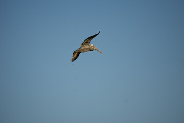 pelican flying