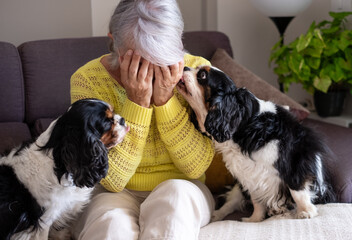 Sad senior woman sitting on sofa at home with hands on face, her cavalier king charles dog comforts...