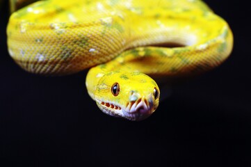 Green tree python with letter S position ready to attack its prey in the dark
