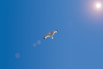 A white seagull soaring against a clear blue sky on a sunny summer day