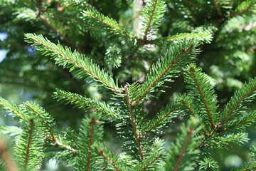 Chrisstmas tree. Background
