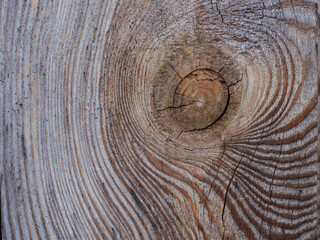 A cut of a tree. Pattern
