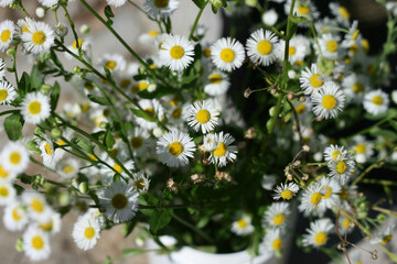 A bouquet of daisies. View from above
