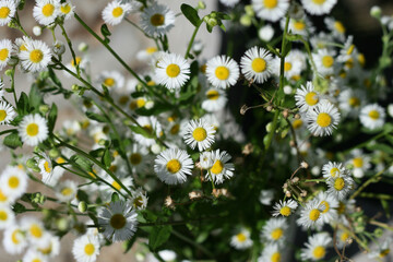 A bouquet of daisies