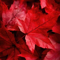 A close-up of vibrant red autumn leaves, with the rich colors of fall creating a striking natural background