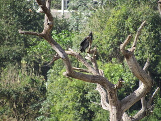A completely dry tree serving as a resting place for a bird of prey. Vulture perched on a dry tree.