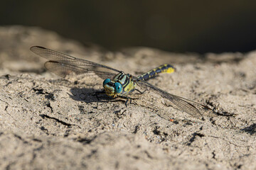 dragonfly on a wall