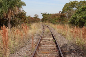 Obraz premium Landscape with velvety brown grass next to the train track with lots of trees and bushes around. Train track continues until it disappears into the horizon amidst the landscape.