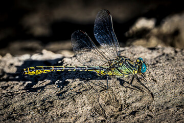 dragonfly on a wall