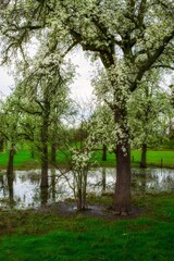 Spring trees in the nature reserve in Germany.