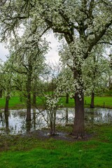 Spring trees in the nature reserve in Germany.