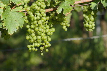 ripening bunch of grapes in the vineyard