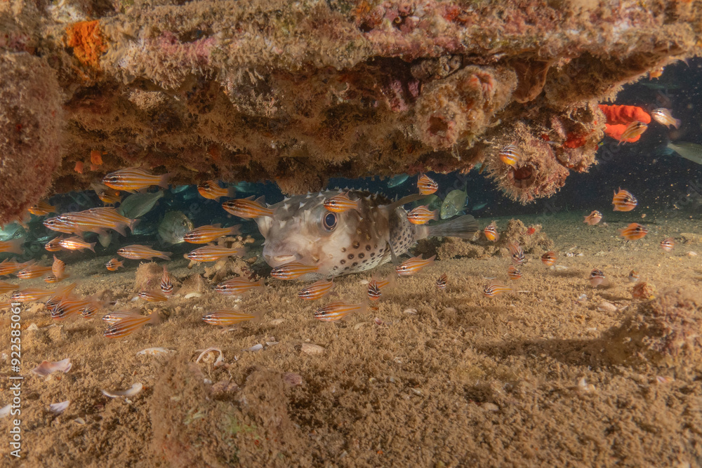 Wall mural Fish swimming in the Red Sea, colorful fish, Eilat Israel
