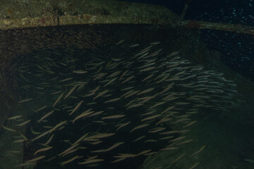 Fish swimming in the Red Sea, colorful fish, Eilat Israel
