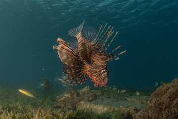 Lionfish in the Red Sea colorful fish, Eilat Israel
