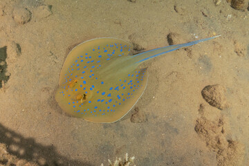 Blue-spotted stingray On the seabed in the Red Sea Eilat, Israel
