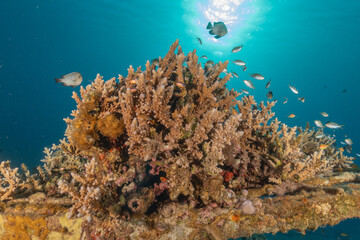 Coral reef and water plants in the Red Sea, Eilat Israel
