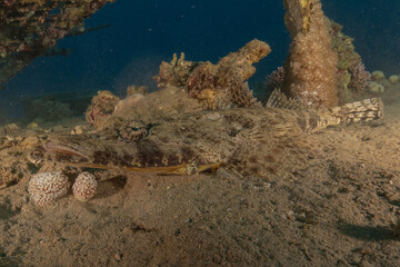 Fish swimming in the Red Sea, colorful fish, Eilat Israel
