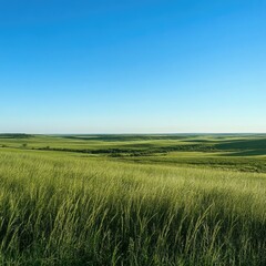 Fototapeta premium A vast green savannah landscape, with tall grasses swaying under a clear blue sky