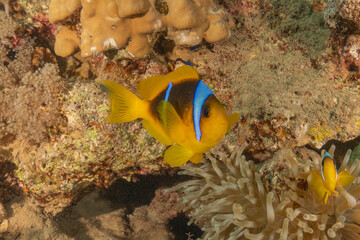 Clown-fish anemonefish in the Red Sea Colorful and beautiful, Eilat Israel
