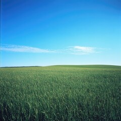 A vast green savannah landscape, with tall grasses swaying under a clear blue sky