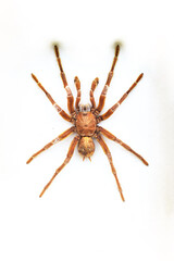 Fulgora laternaria spread is common in Central and South America, Mexico.