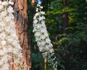 Actaea racemosa, the black cohosh, black bugbane, black snakeroot, rattle-top, or fairy candle,...