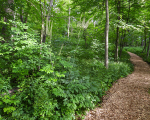 Actaea racemosa, the black cohosh, black bugbane, black snakeroot, rattle-top, or fairy candle, native North American woodland wildflower