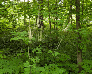 Actaea racemosa, the black cohosh, black bugbane, black snakeroot, rattle-top, or fairy candle, native North American woodland wildflower