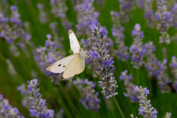 Butterfly sitting on a lavender flower in summer time macro photo