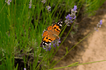 Butterfly sitting on a lavender flower in summer time macro photo