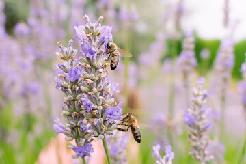Bee looking for nectar of lavender flowers, pollinating the lavender field