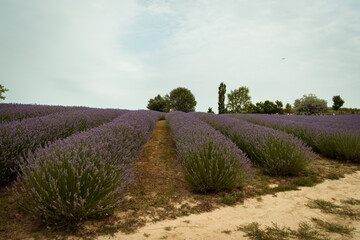 KŐRŐSHEGY, HUNGARY - JULY 5, 2021: The lavender fields of the Kőrőshegyi Levendulás near lake...