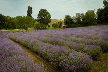Fototapeta premium KŐRŐSHEGY, HUNGARY - JULY 5, 2021: The lavender fields of the Kőrőshegyi Levendulás near lake Balaton
