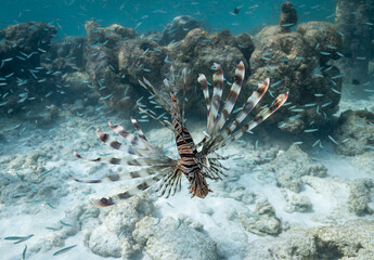 Lion Fish 