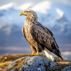 Obraz premium Majestätischer Seeadler in freier Natur, Generative AI