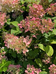 pink flowers in the garden