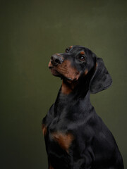 A Black Doberman puppy portrait captures its alert and intense gaze, the subtle play of shadow enhancing the sleek lines of its muscular build against a dark backdrop.