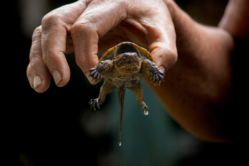 Chelydra tortuga en el valle del Cauca, Colombia. 
