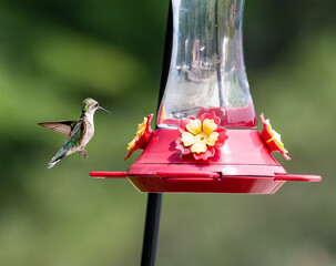 hummingbird feeding on feeder