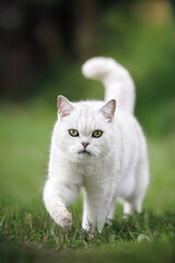beautiful british shorthair cat walking on grass in summer
