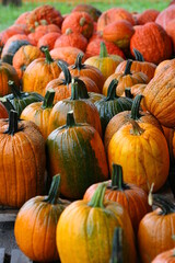 pumpkins on a farm