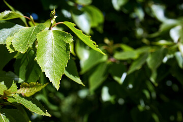 Betula nana or dwarf birch leaves close up species of birch in family Betulaceae, found mainly in tundra of Arctic region.