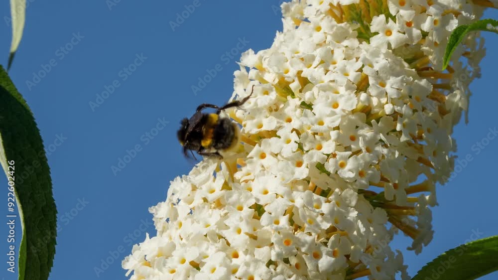 Wall mural close-up of a bumblebee (bombus) feeding on a white flower buddleja buddleia (white profusion) butte