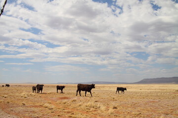 herd of cows on a field